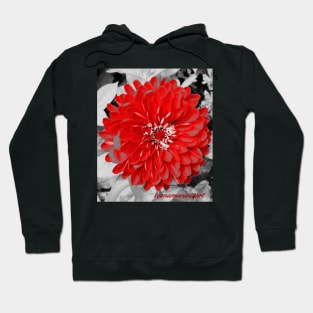 Floral Motif Hoodie